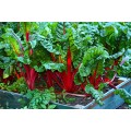 SPINACH - SWISS CHARD  BRIGHT LIGHTS - 100 SPINACH SEEDS