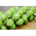 BRUSSEL SPROUTS SEEDS LONG ISLAND - 200 SEEDS