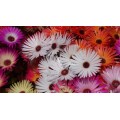 Mesembryanthemum Livingstone Daisy Vygie Mix -1000+ Seeds