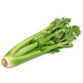 Celery Seeds Utah - 1000 Celery Seeds