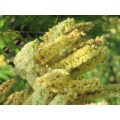 Acacia Caffra - 10 Acacia Seeds