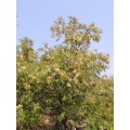 Acacia Caffra - 10 Acacia Seeds