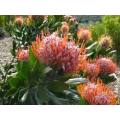 PROTEA SEEDS LEUCOSPERMUM GLABRUM - 5 PROTEA SEEDS