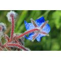 BORAGE SEEDS - 100 BORAGE SEEDS