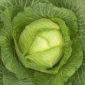 Cabbage Seeds Drumhead - 200 Vegetable Seeds