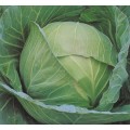 Cabbage Seeds Drumhead - 200 Vegetable Seeds