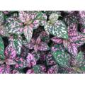 Hypoestes Seeds  Confetti Compact Rose - 10 Hypoestes Seeds