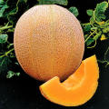 Melon Seeds Hales Best - 15 Melon Seeds