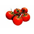 Tomato Heinz Seeds - 1 Gram Determinate Tomato Seeds
