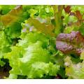 Lettuce Seeds Gourmet Salad Blend - 50 Lettuce Seeds