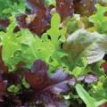 Lettuce Seeds Gourmet Salad Blend - 100 Lettuce Seeds