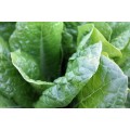 Spinach Matador - 100 Vegetable Seeds
