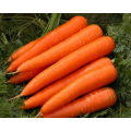 Carrot Seeds Cape Market - 700 Carrot Seeds