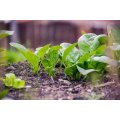 Spinach Seeds Viroflay - 200 Spinach Seeds
