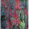 Aloe Seeds Suprafoliata - 10 Aloe Seeds