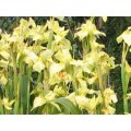 LILY SEEDS MORAEA ALTICOLA  INDIGENOUS - 10 LILY SEEDS