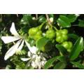 Small Honeysuckle Tree Seeds - 5 Turraea Obtusifolia