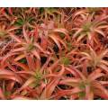 Aloe Vanbalenii Seeds - 10 Aloe Seeds