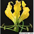 Gloriosa Seeds Superba Flame Lily Yellow - 10 Gloriosa Seeds