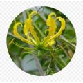 Gloriosa Seeds Superba Flame Lily Yellow - 10 Gloriosa Seeds