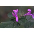 Ribbon Bush Shrub - 10 Hypoestes Aristata Seeds