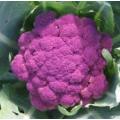Cauliflower Seeds Di Sicilia Violetto - 50 Heirloom Cauliflower Seeds