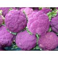 Cauliflower Seeds Di Sicilia Violetto - 50 Heirloom Cauliflower Seeds