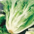 ENDIVE SEEDS ESCAROLE - 100 HEIRLOOM ENDIVE SEEDS