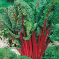 Spinach - Swiss Chard Seeds Red - 20 Spinach Seeds