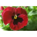 Pansy  Engelmanns Giants Mix, 100 Pansy Seeds