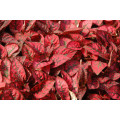 Hypoestes Seeds  Confetti Compact Red - 10 Hypoestes Seeds