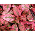 Hypoestes Seeds  Confetti Compact Red - 10 Hypoestes Seeds