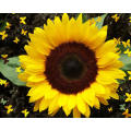 Sunflower Seeds Dwarf Sunspot - 50 Sunflower Seeds