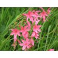 River Lily Pink Seeds - 5 Hesperantha Coccinea Seeds
