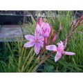 River Lily Pink Seeds - 5 Hesperantha Coccinea Seeds