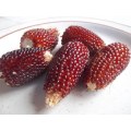 Strawberry Popcorn Seeds - 25 Red/Pink Popcorn Seeds
