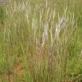 Grass Seeds Elionurus Muticus 10 Wire Grass  Seeds