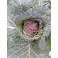 Cabbage Seeds Savoy San Michele - 100 Heirloom Cabbage Seeds