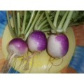 Turnip Purple Top - 300 Turnip Seeds