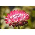 Helichrysum Swiss Giants Mix - 250 Helichrysum Seeds