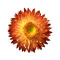 Helichrysum Swiss Giants Mix - 250 Helichrysum Seeds