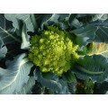 Broccoli Romanesco - 25 Heirloom Romanesco Seeds