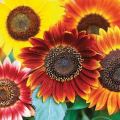 Sunflower Seeds Red Sun Mix - 50 Helianthus Seeds
