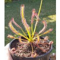 Drosera Capensiss Seeds Carnivorous Plant - 10 Seeds