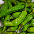 Shishito  Pepper Seeds-10 pepper seeds