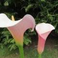 Arum Lily Seeds Pink - 5 Zantedeschia Seeds