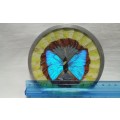 Vintage decorative Morpho Butterfly wing metal plate