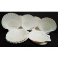 12 Vintage shells for serving a starter