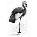 Vintage original ink drawing of Crowned crane