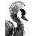 Vintage original ink drawing of Crowned crane